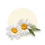 Chamomile (Matricaria chamomilla)