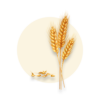 Triticum vulgare (Common wheat)