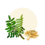 Indian frankincense (Boswellia serrate)