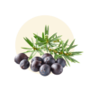 Juniperus communis (Juniper)