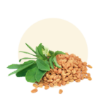 Trigonella foenum – graecum (Fenugreek/Methi)