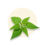 Indian Nettle (Acalypha Indica)