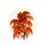 Butea frondosa (Palash)