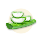 Aloe vera barbadensis (Aloe)