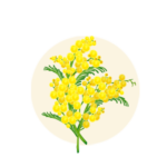 Babul (Acacia Arabica)