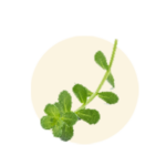 Bacopa monnieri (Water hyssop/Brahmi)