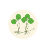 Centella Asiatica (Indian pennywort/Gotu kola)