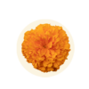 Tagetes erect (Marigold)