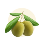 Olea europaea (Olive)