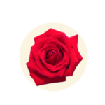 Rosa centifolia (Rose)