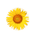 Helianthius annus (Sunflower)
