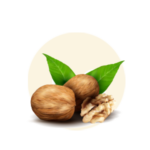 Juglans regia (Walnut)